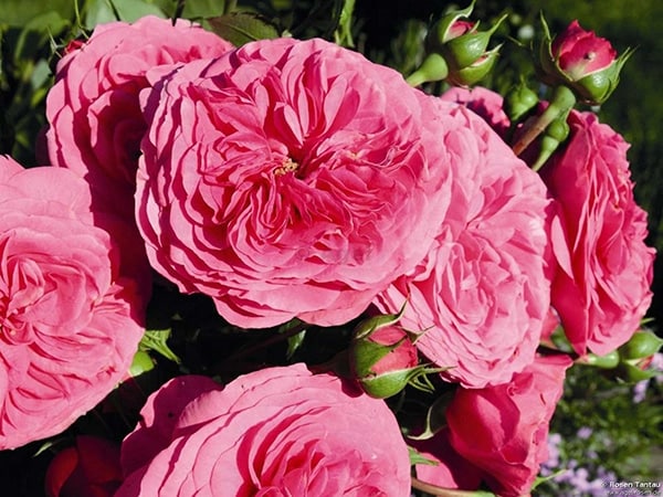 Phân tích ý nghĩ giấc mơ thấy hoa hồng đánh con gì hên? Phân tích ý nghĩ giấc mơ thấy hoa hồng đánh con gì hên?