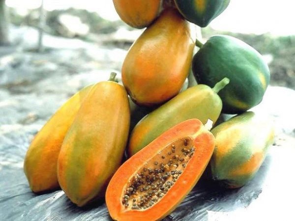 Nằm mơ thấy quả đu đủ đánh con gì? Điềm báo giấc mơ Nằm mơ thấy quả đu đủ đánh con gì? Điềm báo giấc mơ