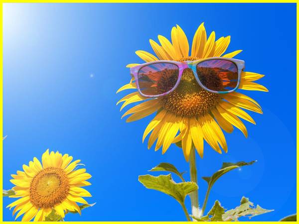 Mơ thấy hoa hướng dương đánh con gì? đánh con số mấy Mơ thấy hoa hướng dương đánh con gì? đánh con số mấy