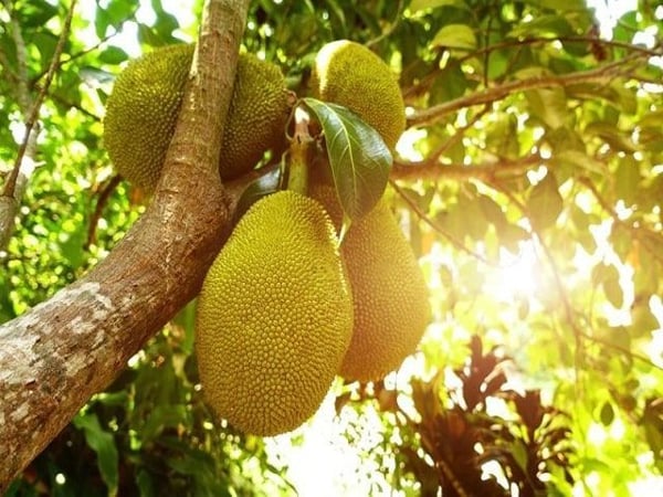 Ngủ mơ thấy quả mít điềm báo gì, đánh con gì rước tài lộc? Ngủ mơ thấy quả mít điềm báo gì, đánh con gì rước tài lộc?