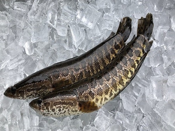 Nằm mơ thấy cá chuối đánh con gì? Điềm báo giấc mơ Nằm mơ thấy cá chuối đánh con gì? Điềm báo giấc mơ