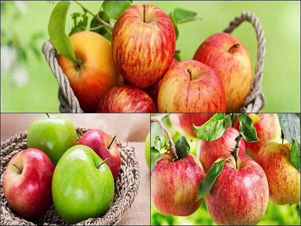 Nằm mơ thấy quả táo đánh con gì? Là điềm báo gì? Nằm mơ thấy quả táo đánh con gì? Là điềm báo gì?