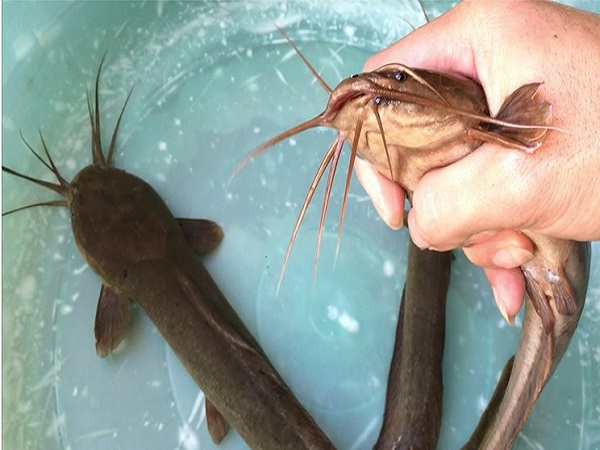 Nằm mơ thấy cá trê đánh con gì? Điềm báo giấc mơ Nằm mơ thấy cá trê đánh con gì? Điềm báo giấc mơ