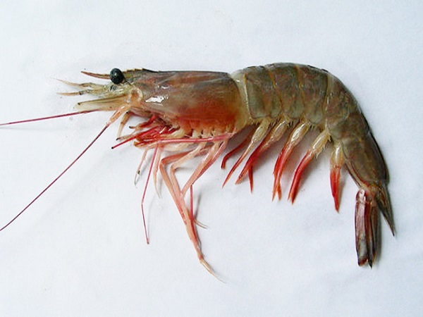 Bí ẩn giấc mơ thấy tôm là gì? Đánh số mấy? Bí ẩn giấc mơ thấy tôm là gì? Đánh số mấy?