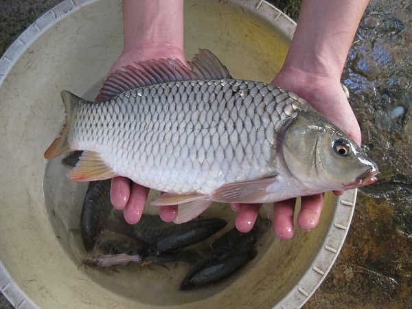 Nằm mơ thấy cá chép điềm gì, đánh số mấy may mắn? Nằm mơ thấy cá chép điềm gì, đánh số mấy may mắn?