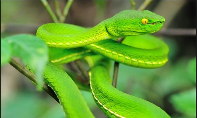 nam mo thay ran xanh