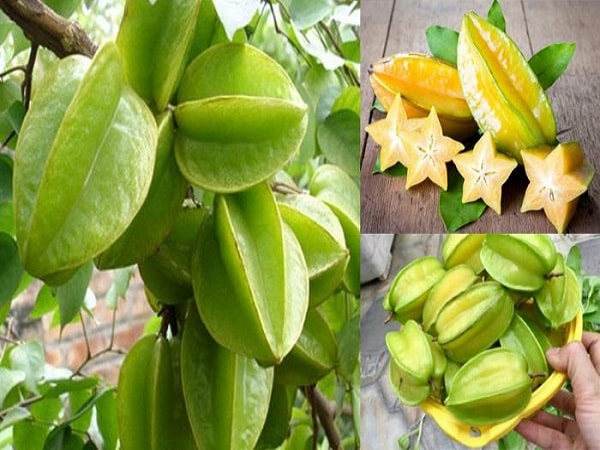 Chiêm bao mơ thấy quả khế? Ý nghĩa mơ thấy ăn khế Chiêm bao mơ thấy quả khế? Ý nghĩa mơ thấy ăn khế