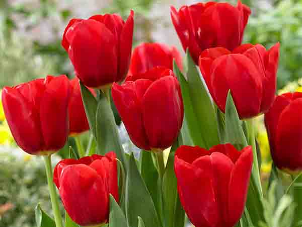 Nằm mơ thấy hoa tulip đánh con gì số mấy, có điềm báo gì Nằm mơ thấy hoa tulip đánh con gì số mấy, có điềm báo gì