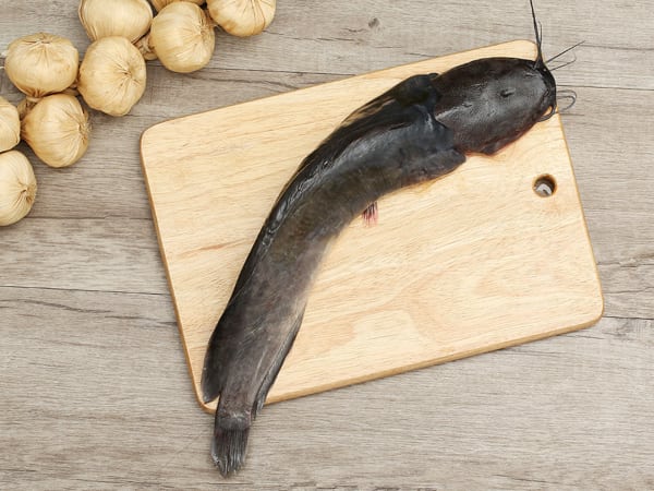 Nằm mơ thấy cá trê báo điềm gì, đánh con gì hên? Nằm mơ thấy cá trê báo điềm gì, đánh con gì hên?