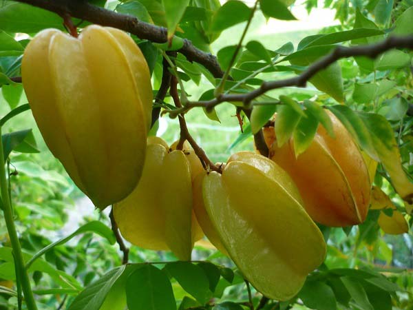 Nằm mơ thấy quả khế đánh con số gì ăn chắc – Ý nghĩa giấc mơ Nằm mơ thấy quả khế đánh con số gì ăn chắc – Ý nghĩa giấc mơ