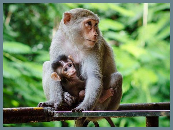 Nằm mơ thấy con khỉ đánh số mấy? Giải mã giấc mơ thấy khỉ Nằm mơ thấy con khỉ đánh số mấy? Giải mã giấc mơ thấy khỉ