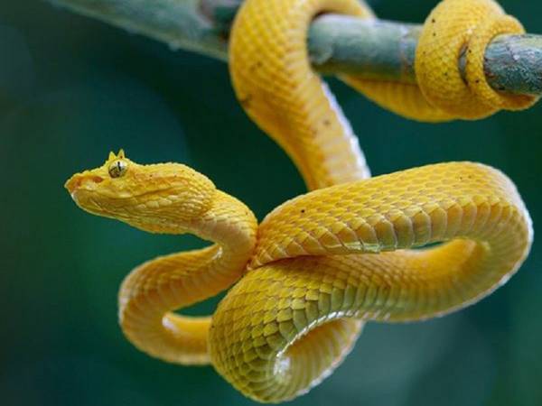 Giải mã ý nghĩa giấc mơ thấy rắn vàng mang đến là gì Giải mã ý nghĩa giấc mơ thấy rắn vàng mang đến là gì