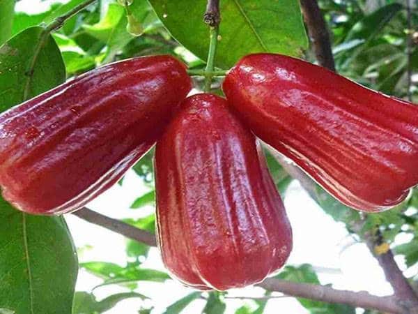 Mơ thấy quả roi đánh con gì dễ trúng có ý nghĩa gì? Mơ thấy quả roi đánh con gì dễ trúng có ý nghĩa gì?