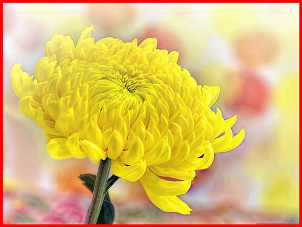 Nằm mơ thấy hoa cúc vàng nên chọn số mấy? đánh con gì Nằm mơ thấy hoa cúc vàng nên chọn số mấy? đánh con gì