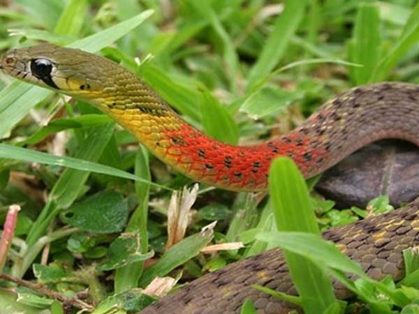 Nằm mơ thấy rắn chết chơi con gì có ý nghĩa gì thú vị Nằm mơ thấy rắn chết chơi con gì có ý nghĩa gì thú vị