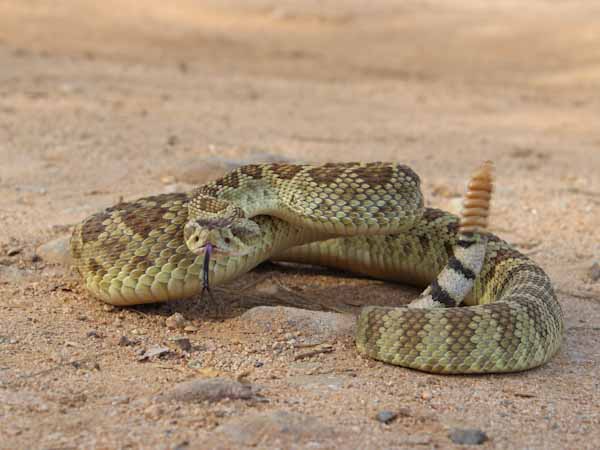 Mơ thấy rắn đuôi chuông tốt hay xấu đánh con gì hợp tuổi phát tài? Mơ thấy rắn đuôi chuông tốt hay xấu đánh con gì hợp tuổi phát tài?