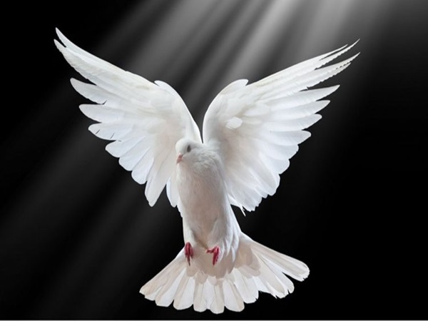 NHìn thấy chim ngoài đường là điềm gì? Đánh con gi? NHìn thấy chim ngoài đường là điềm gì? Đánh con gi?