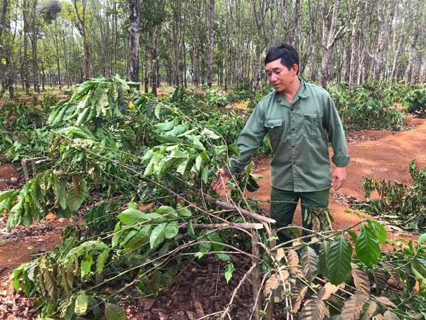 Nhìn thấy chặt cây đánh con gì may mắn có ý nghĩa gì Nhìn thấy chặt cây đánh con gì may mắn có ý nghĩa gì