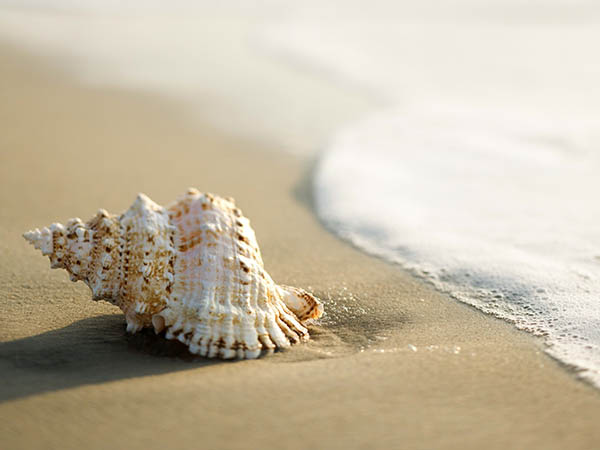 Nhìn thấy con ốc mua vé số con gì may mắn