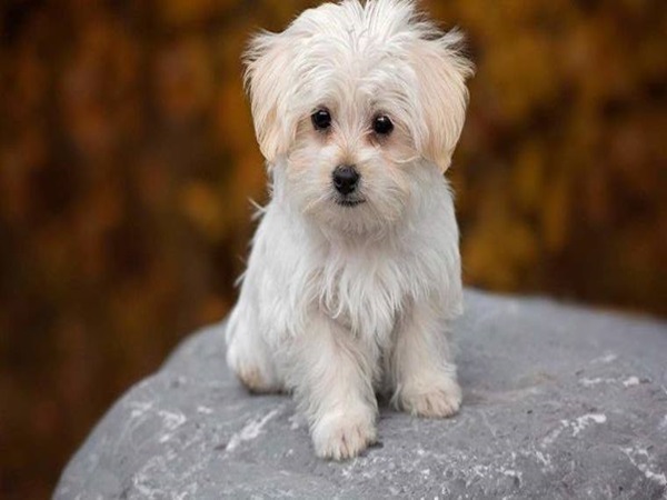 Con số may mắn tuổi Tuất 24/8/2024 hôm nay mang tiền tài Con số may mắn tuổi Tuất 24/8/2024 hôm nay mang tiền tài