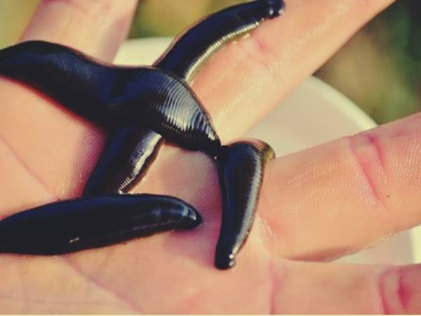 Nằm mơ thấy con đỉa là số mấy đánh con gì trúng lớn