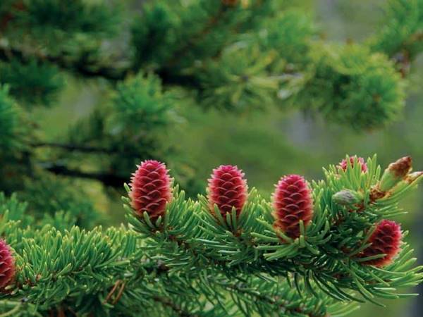 Mơ thấy cây thông đánh con gì nên chọn số mấy hay ra 1